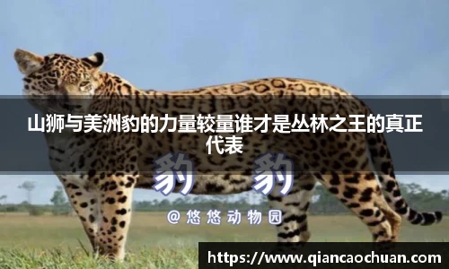 山狮与美洲豹的力量较量谁才是丛林之王的真正代表